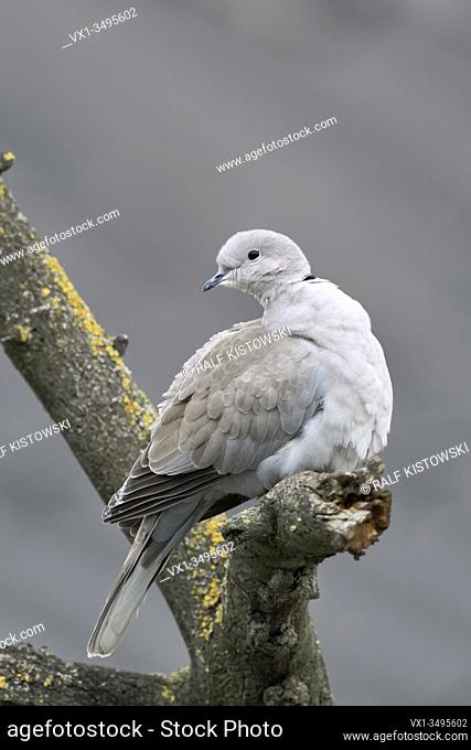 Eurasian Collared Dove / Türkentaube ( Streptopelia decaocto ) in winter, perched in a tree, turning its head, watching back, wildlife, Europe