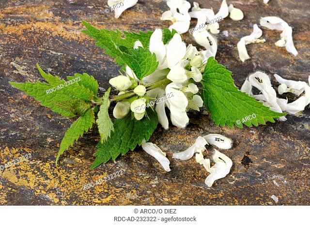 White Dead-nettle, blossoms, Lamium album
