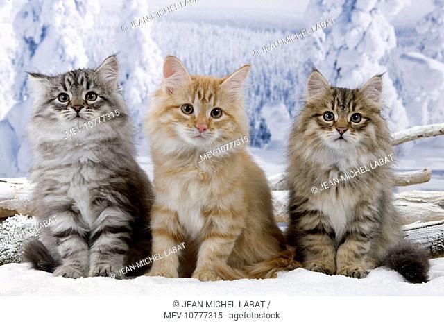 Cat - Siberian Kittens in snow