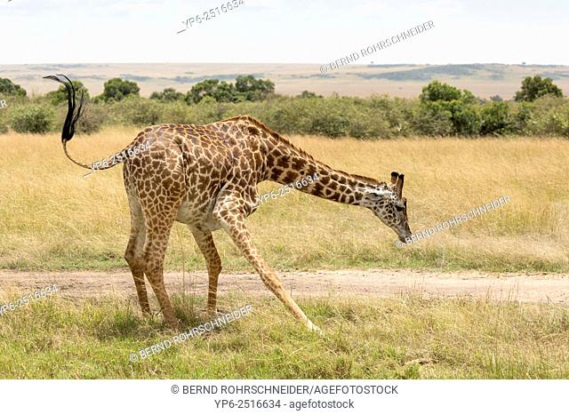 drinking Giraffe (Giraffa camelopardalis), Masai Mara, Kenya