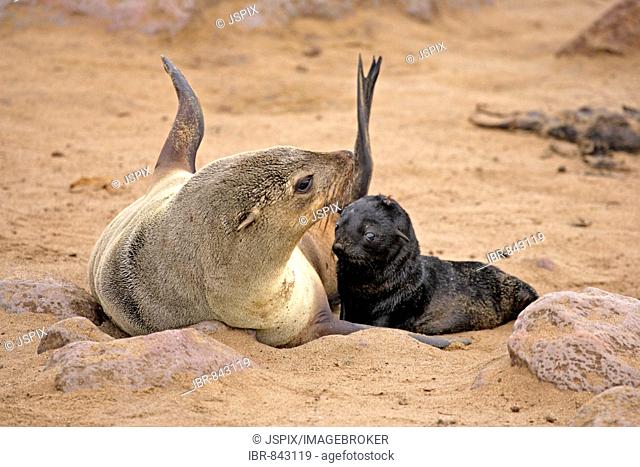 Brown Fur Seal (Arctocephalus pusillus), adult, with young, Cape Cross, Namibia, Africa