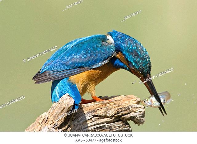 European Kingfisher (Alcedo atthis) perched hitting fish