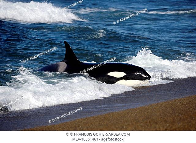 Killer whale / Orca practicing intentional stranding (Orcinus orca). Patagonia. The small population of Orcas of northern Patagonia uses a unique strategy of...