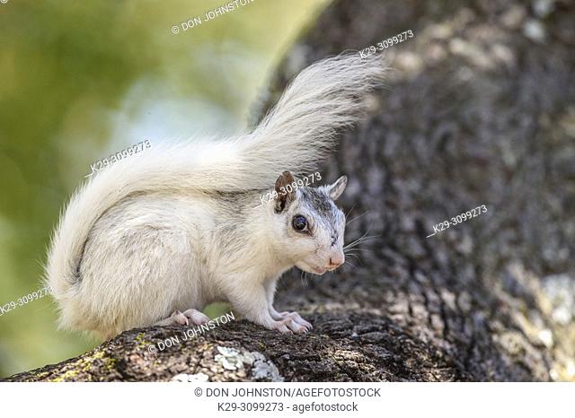Eastern Gray Squirrel (Sciurus carolinensis) White phase, Ochlockonee River State Park, Florida, USA