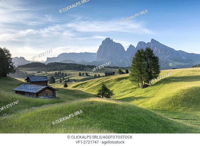 Alpe di Siusi/Seiser Alm, Dolomites, South Tyrol, Italy. Summer landscape on the Alpe di Siusi/Seiser Alm with the peaks of Sassolungo / Langkofel and...