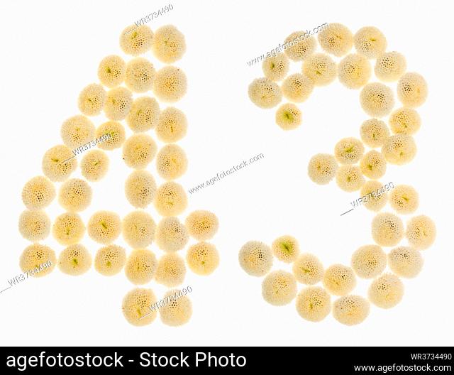 Arabic numeral 43, forty three, from cream flowers of chrysanthemum, isolated on white background
