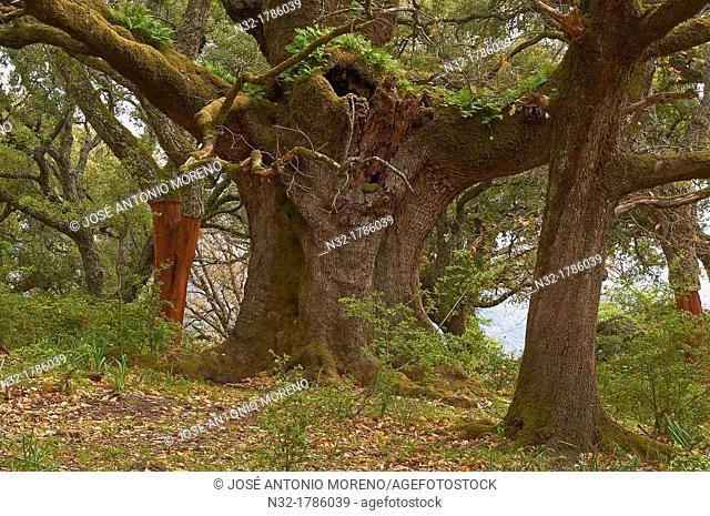 La Sauceda, Cork oak, Los Alcornocales Natural Park  Malaga province, Andalusia, Spain