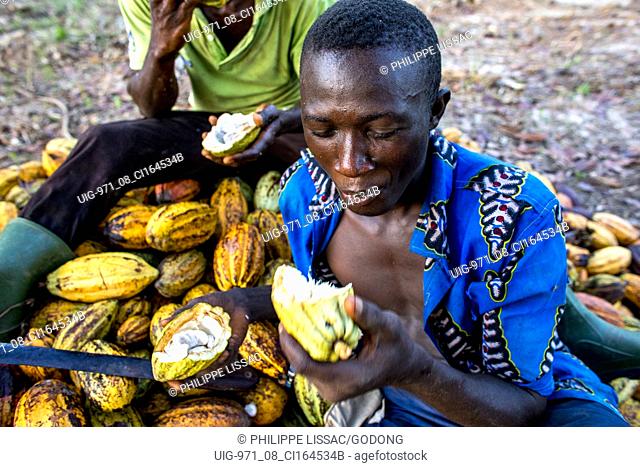 Cocoa planters eating cocoa mulch near Agboville, Ivory Coast