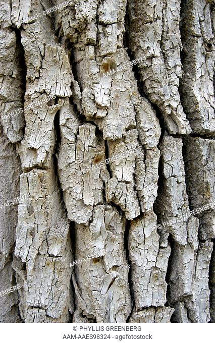Bark of Narrowleaf Cottonwood tree (Populus angustifolia) Ridgway, Co