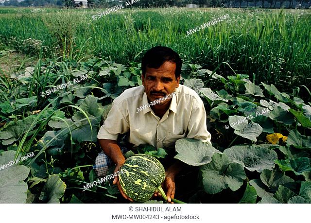 Nayakrishi new agriculture Movement farmer Abdur Rashid in his organic pumpkin patch Gorashin, Tangail, Bangladesh