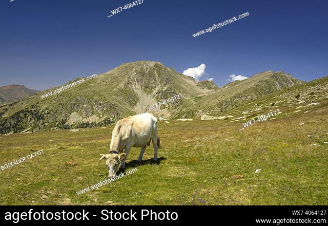 Pyrenees mountains with a herd of cows. Tossal Bovinar seen from the path to Tossa Plana de Lles (Cerdanya, Catalonia, Spain, Pyrenees)