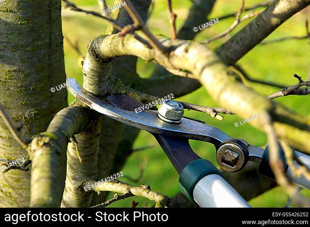 gardening, pruning, tree shears