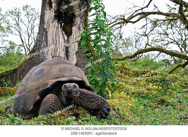 Wild Galapagos giant tortoise Geochelone elephantopus feeding on the upslope grasslands of Santa Cruz Island in the Galapagos Island Archipelago