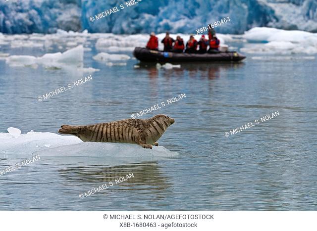 Zodiac with Lindblad guests near harbor seal Phoca vitulina hauled out on ice calved from the South Sawyer Glacier in the Tracy Arm-Ford's Terror Wilderness...