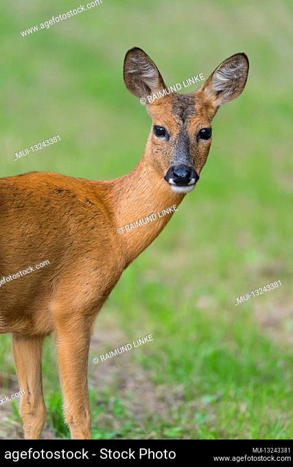 Roe Deer, Capreolus capreolus