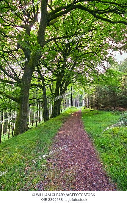 Forest trail at Kinnity, Slieve Bloom Mountains, County Offaly, Ireland