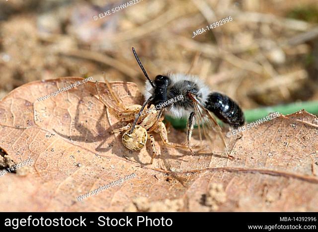 A male of the grey-backed mining bee (Andrena vaga) was captured by a crab spider (Xysticus)