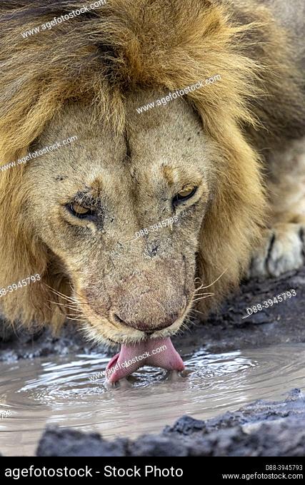 Africa, East Africa, Kenya, Masai Mara National Reserve, National Park, Lion (Panthera leo), drinking