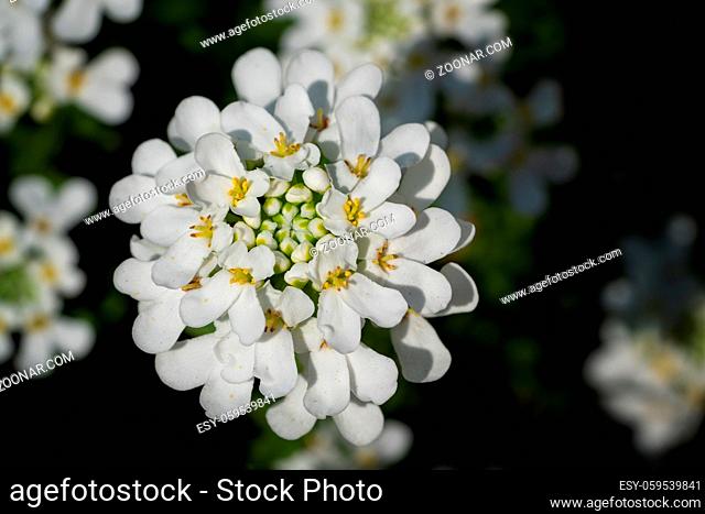Evergreen Candytuft (Iberis sempervirens), blossoms of springtime