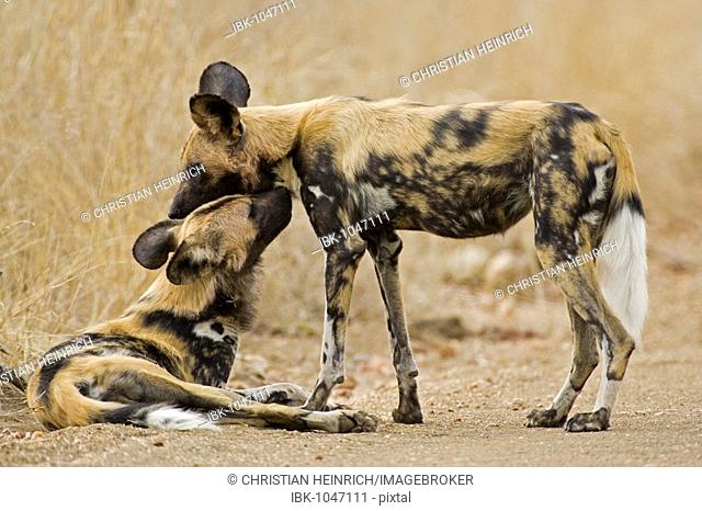 African Wild Dogs (Lycaon pictus) playing, Kruger National Park, South Africa