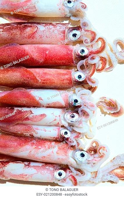 fresh squid loligo vulgaris after catch