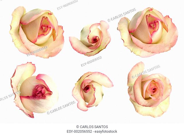 Set of pink roses