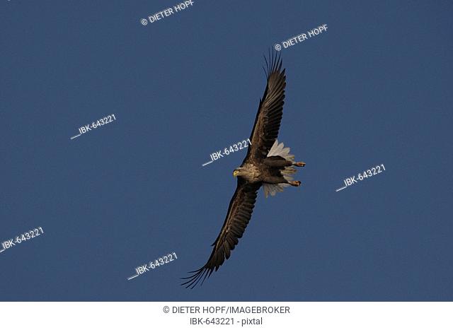 White-tailed Eagle or Sea Eagle (Haliaeetus albicilla) flying