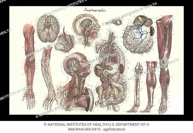 Anatomical Illustration from 'Anatomie méthodique, ou Organographie humaine en tableaux synoptiques, avec figures'. (Paris 1829)