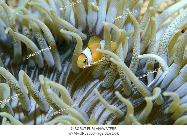 Two-banded Anemonefish in Leather-Anemone, Amphiprion bicinctus, Heteractis crispa, Dahab, Sinai, Red Sea, Egypt
