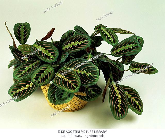 Prayer plant (Maranta leuconeura), Marantaceae