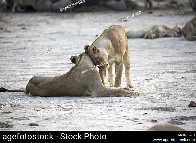 Two female lions nuzzling