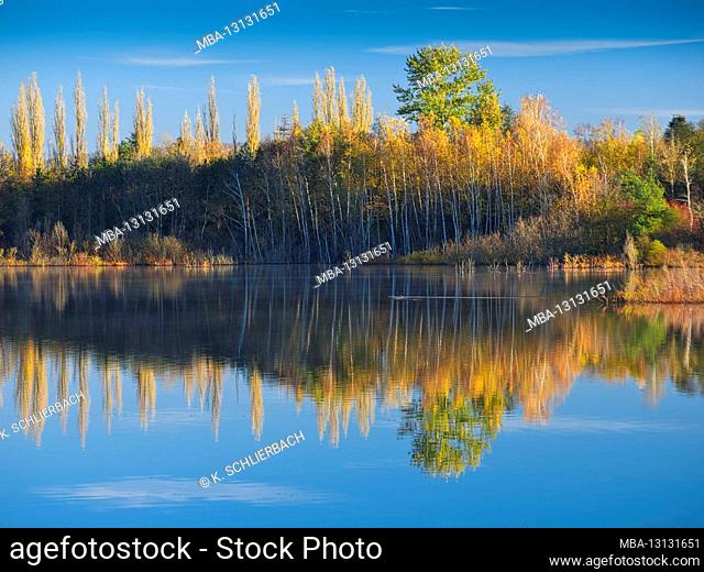 Europe, Germany, Hesse, Marburger Land, Swan Lake near Kirchhain, autumn, water reflection, trees