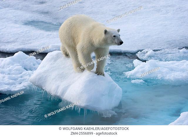 A polar bear (Ursus maritimus) on the pack ice north of Svalbard, Norway