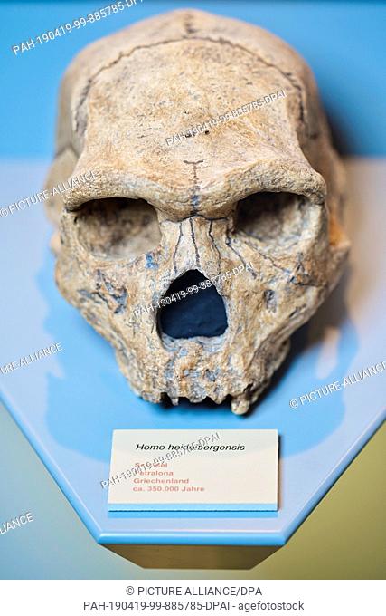 17 April 2019, Baden-Wuerttemberg, Mauer: The replica of a skull of Homo heidelbergensis found in the Greek Petralona is located in the town hall