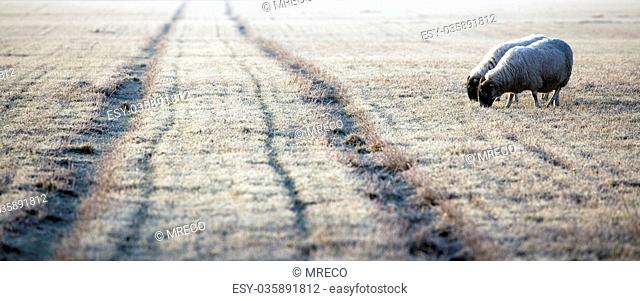 Sheep approaching the frosty track