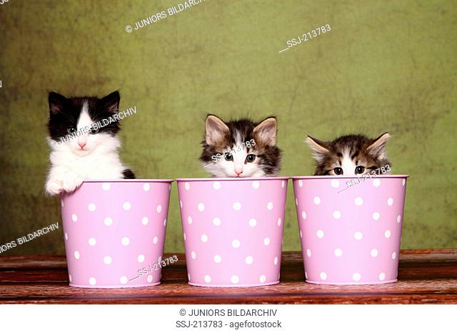 Norwegian Forest Cat. Three kittens (6 weeks old) sitting in pink pots with white polka dots. Studio picture against a green background. Germany