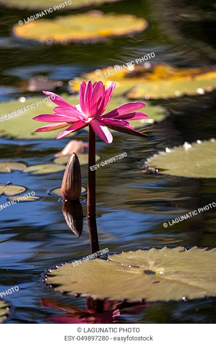 Pink red Water lily Nymphaeaceae blossoms among lily pads on a pond in Naples, Florida