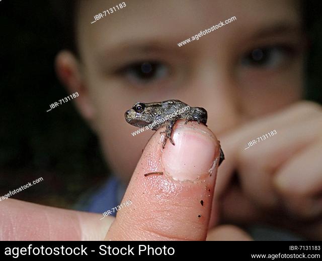 Small Common frog (Rana temporaria), after completed metamorphosis, on the finger of a boy, spring, Berlin, Germany, Europe
