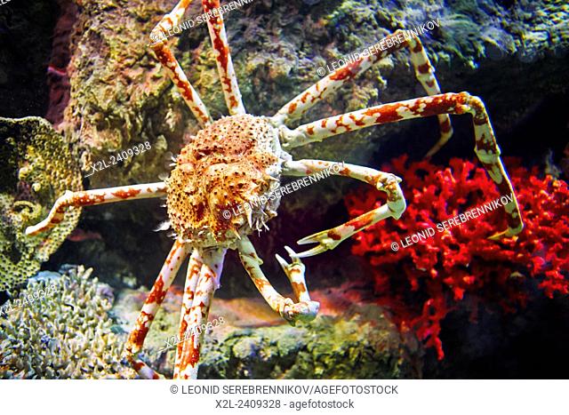 Japanese spider crab. Scientific name: Macrocheira kaemferi. Vinpearl Land Aquarium, Phu Quoc, Vietnam