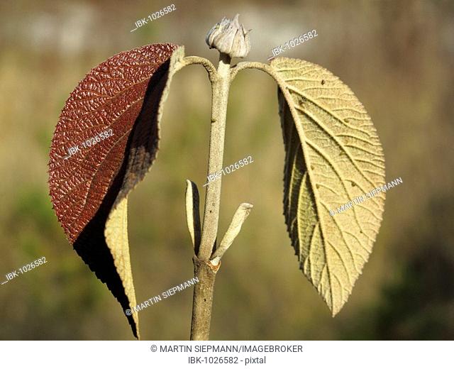 Leaf of a Wayfaring Tree (Viburnum lantana), Bavaria, Germany, Europe
