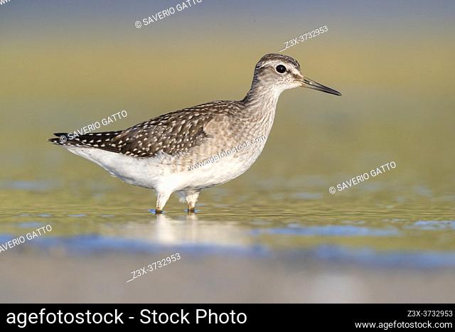Wood Sandpiper (Tringa glareola), side view of an individual standing in the water, Campania, Italy