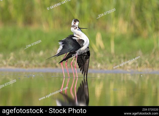 Black-winged Stilt (Himantopus himantopus), a pair mating in a pond, Campania, Italy