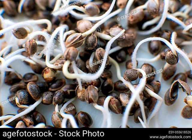 Hovering Hemp. Macro photo cultivation seeds. Details Root on a white background. Marijuana seeds. Many sprouting cannabis seeds