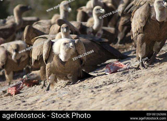 Griffon vultures (Gyps fulvus). Natural Park of the Mountains and Canyons of Guara. Huesca. Aragon. Spain