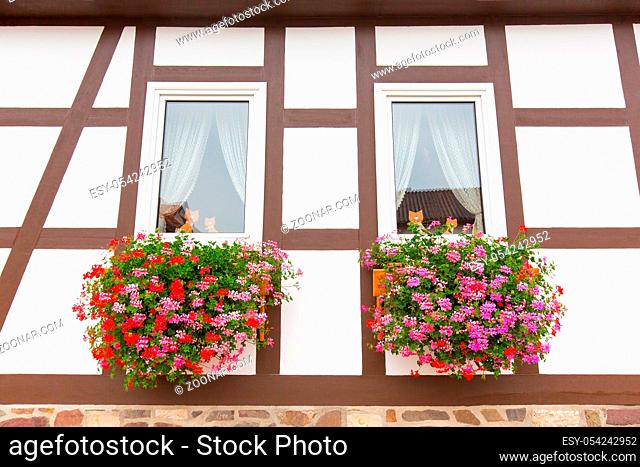 Facade of half-timbered house with geraniums in flower boxes