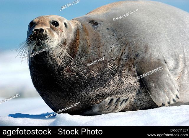 Bearded seal resting on ice (Erignathus barbatus) Foxe Basin, Nunavut, Canada, North America