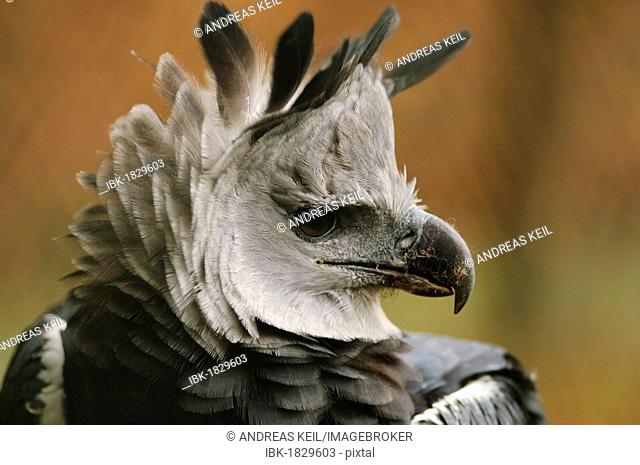 Harpy Eagle (Harpia harpyja), portrait, in an enclosure
