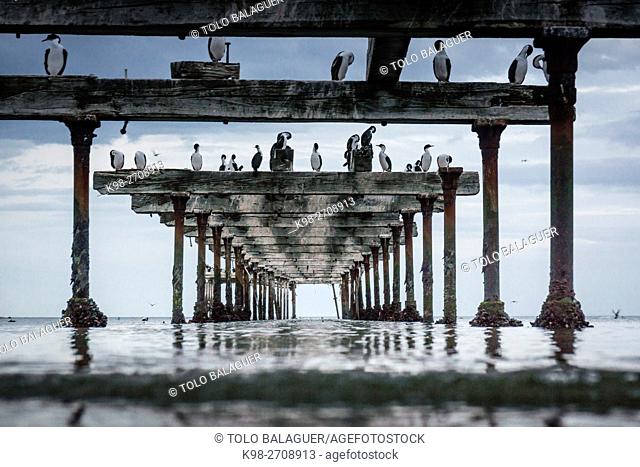 Chile, Patagonia, Sandy Point, Costanera, Punta Arenas, Cormorants (Phalacrocoracidae) perching on ruined pier construction in sea