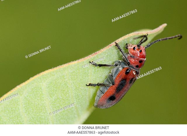 Red Milkweed Beetle, Tetraopes tetrophthalmus, on milkweed leaf, Asclepias, in grassland habitat. Runge Nature Center, Cole County, Missouri