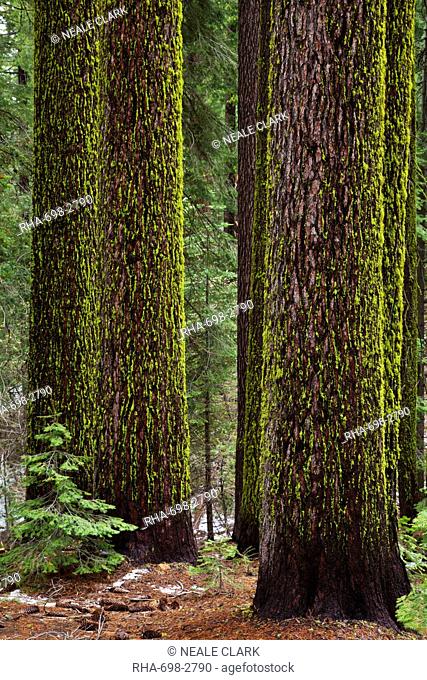 Wolf lichen Letharia vulpina, on Sugar Pines Pinus lambertiana, Tuolumne Grove of Giant Sequoias, Yosemite National Park, UNESCO World Heritage Site